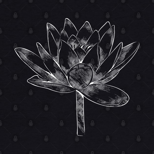 White lotus flower on black background by ZenNature